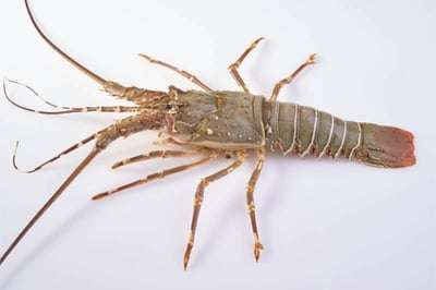 Rock Lobster / ലോബ്സ്റ്റർ