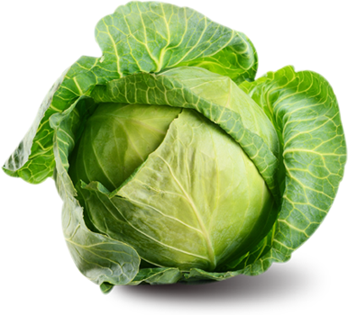 Cabbage