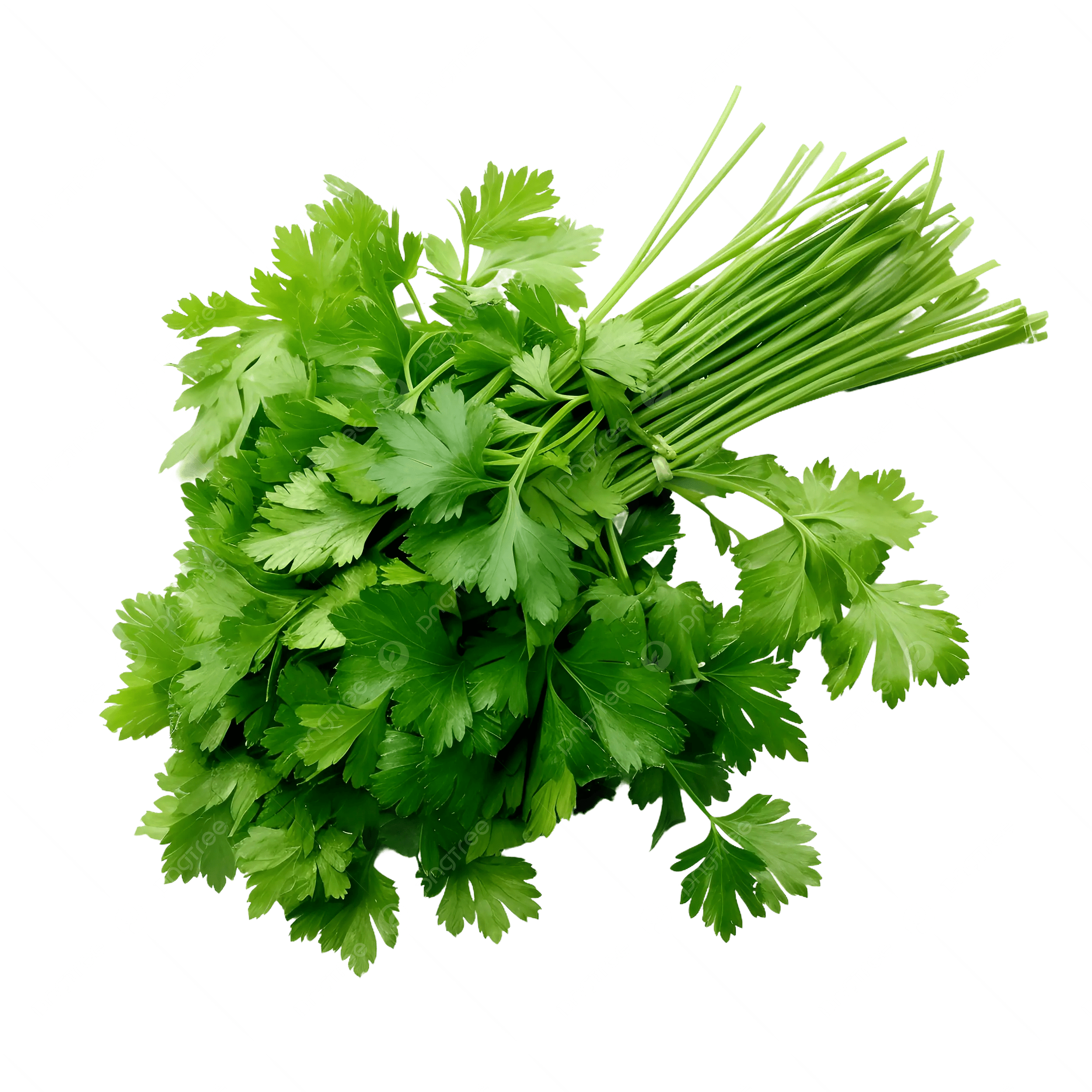 Coriander Bunch