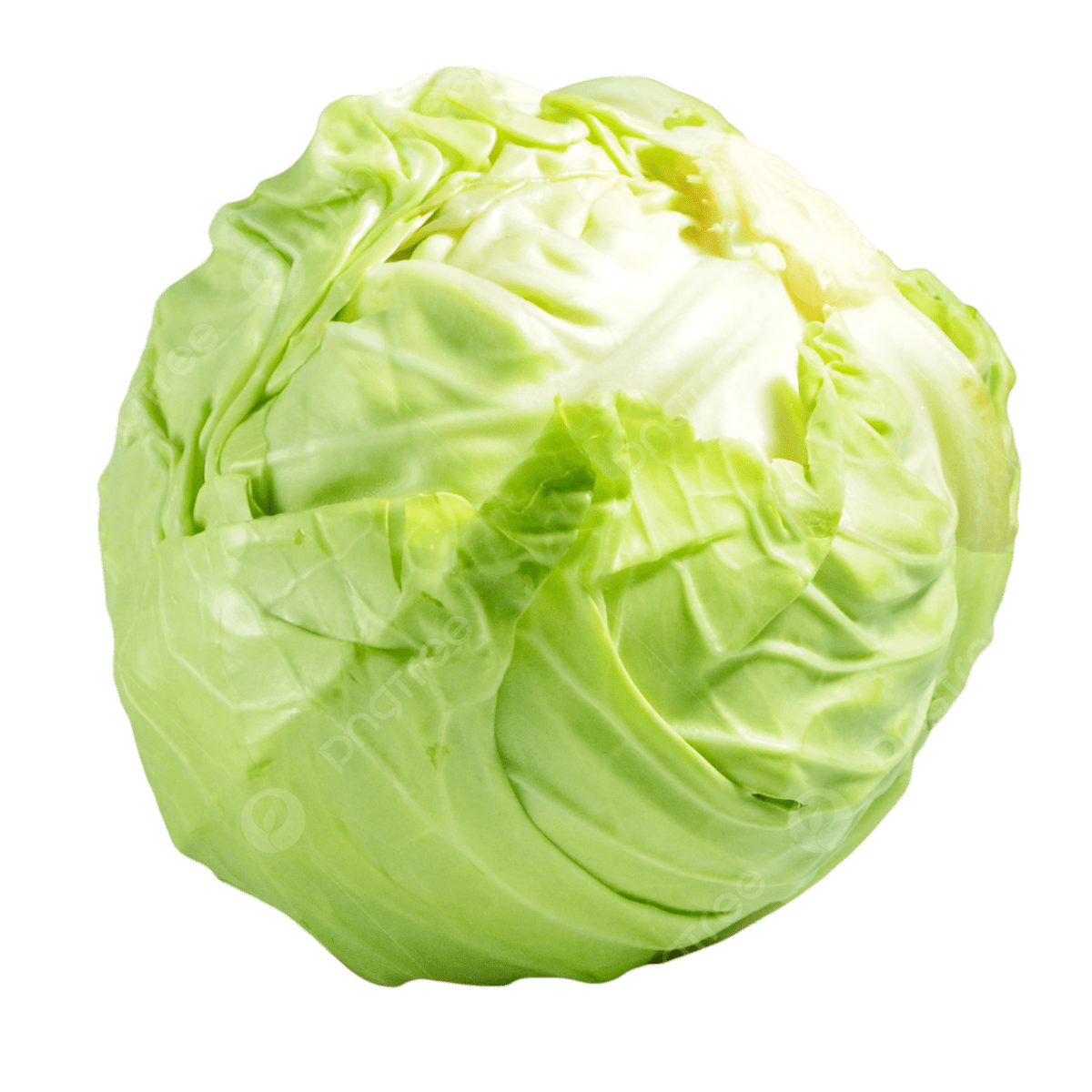 Cabbage - Image 2