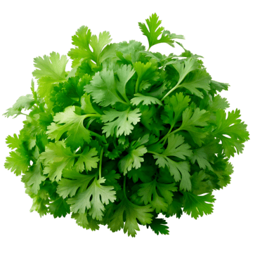 Coriander Bunch - Image 3
